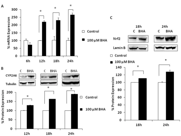 Figure 3. Effect of 100 mM BHA on CYP2A6 and Nrf2 expression levels. (A) CYP2A6 mRNA. (B) CYP2A6 protein