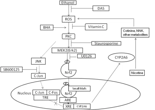Figure 6. Schematic representation of oxidative stress-dependent Nrf2 translocation through PKC/MEK pathway leading to induction of CYP2A6 by CYP2E1-mediated ethanol metabolism; the CYP2A6 induction can metabolize nicotine and further increase ROS formatio