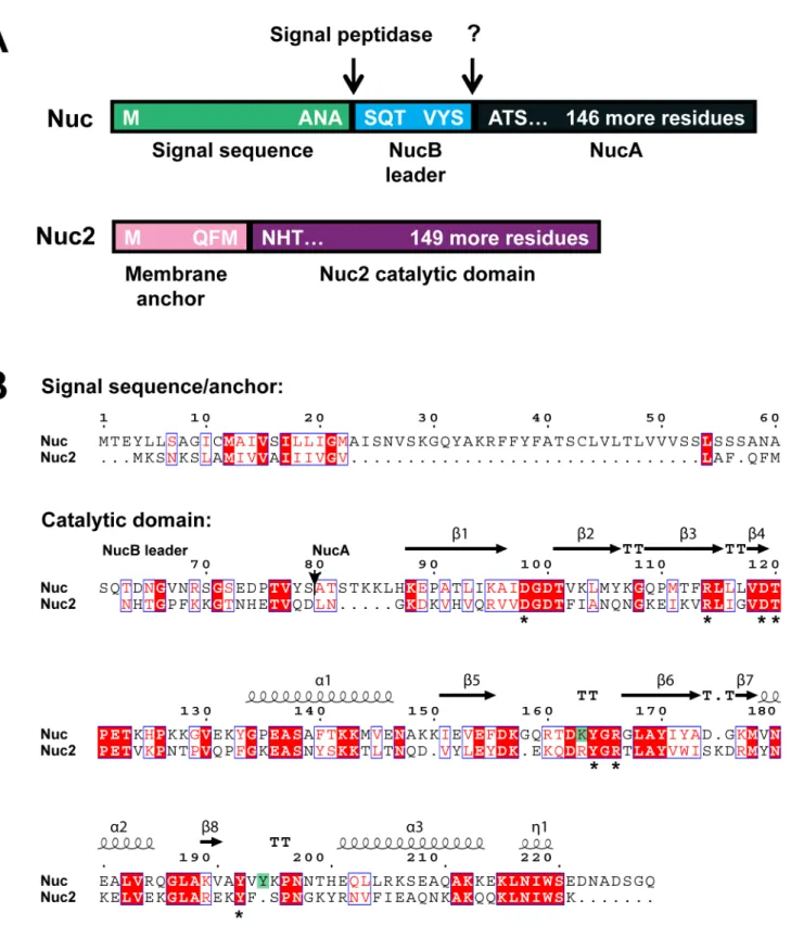 Figure 1. Sequence and structural comparison of the Nuc and Nuc2 proteins. A. Schematic of Nuc and Nuc2 protein domains structure, with processing sites shown