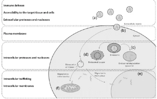 Figure 5 - Schematic of the path a gene delivery system must go through for transfection to successfully occur