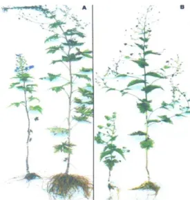 Fig. 1. Nursery (left) and greenhouse (right) grown plants of:  