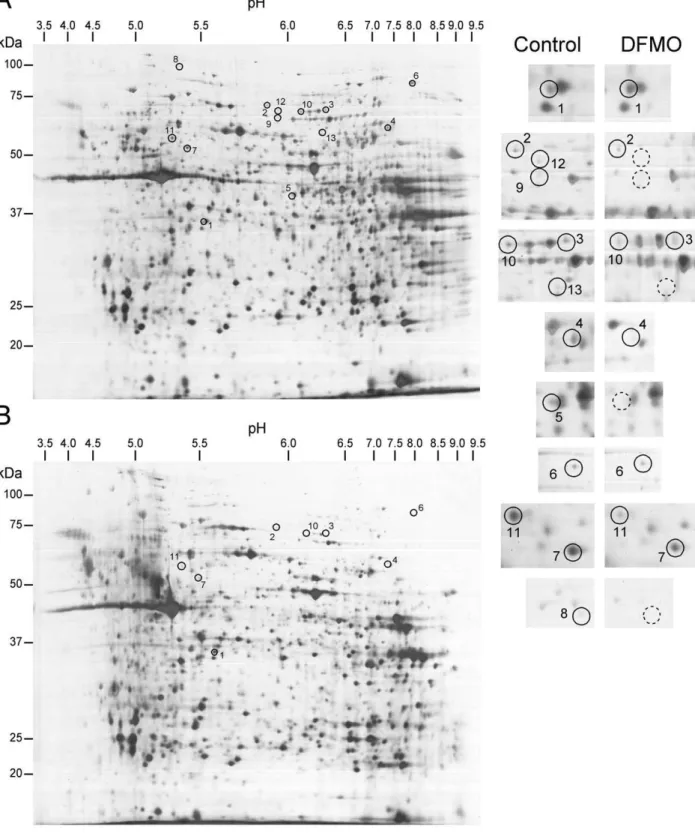 Figure 6. Representative 2D-gels for BMMCs generated in the absence or presence of DFMO