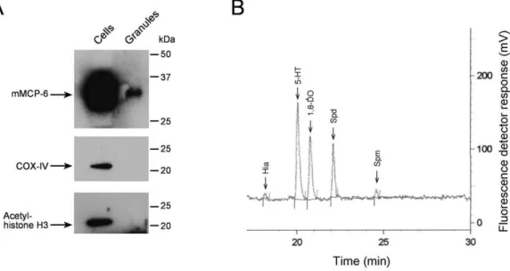 Figure 3. Qualitative detection of polyamines in isolated mast cell granules. Bone marrow precursor cells were cultured in vitro into BMMCs as described in Experimental Procedures and maintained until day 35