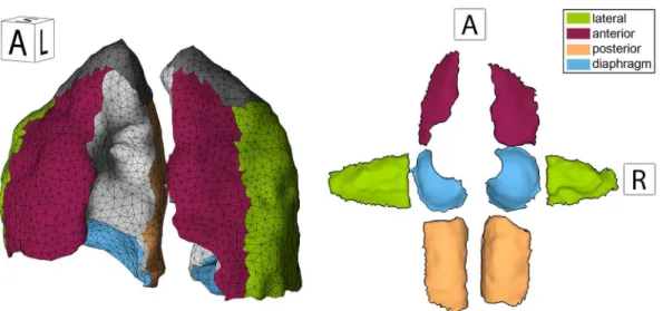 Fig 2. Mesh representation of 3D lung segmentation. A 3D mesh of the lungs is presented in the left image