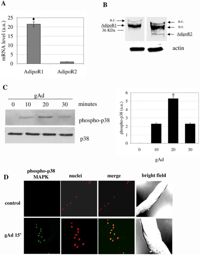 Figure 1. gAd induces the activation of mSAT. A) Analysis by Real-time PCR of AdipoR1 and AdipoR2 expression on mSAT