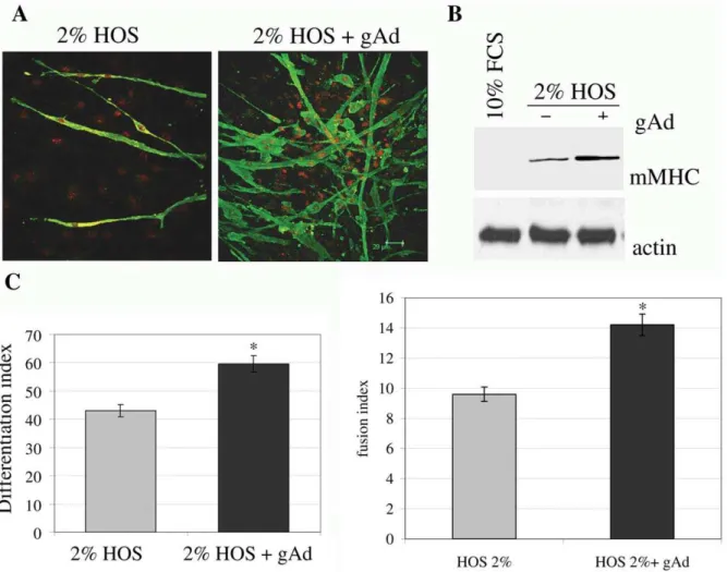 Figure 6. gAd enhances myogenesis of mSAT. Subconfluent mSAT were cultured for four days in differentiating medium (DMEM containing 2%