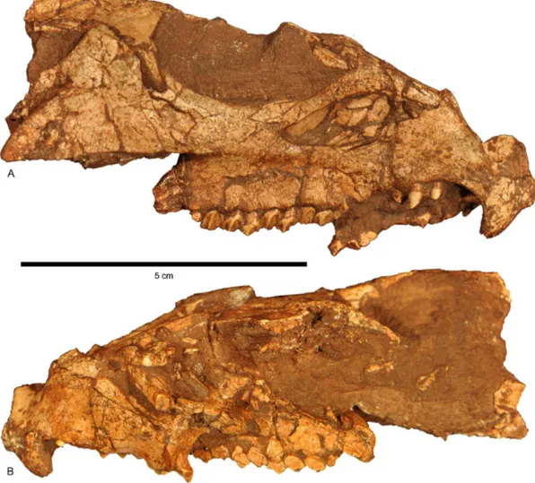 Figure 4. Cranium of Aquilops americanus , OMNH 34557 (holotype). A) right lateral and B) left lateral views.