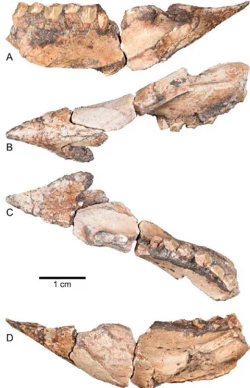 Figure 7. Lower jaw of Aquilops americanus , OMNH 34557 (holotype). Predentary and left dentary in A) medial; B) ventral; C) dorsal; and D) lateral views
