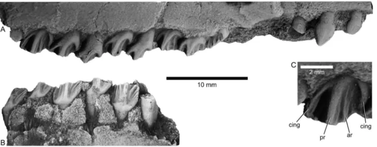 Figure 9. Occlusal (lingual) surface of seventh right maxillary tooth in Aquilops americanus , OMNH 34557 (holotype)