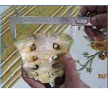 Figure 1. Measurement of Maximum Breadth 