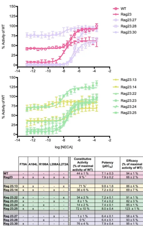 Figure 1. Functional profiles of constructs illustrating the major effects of the F79A mutation