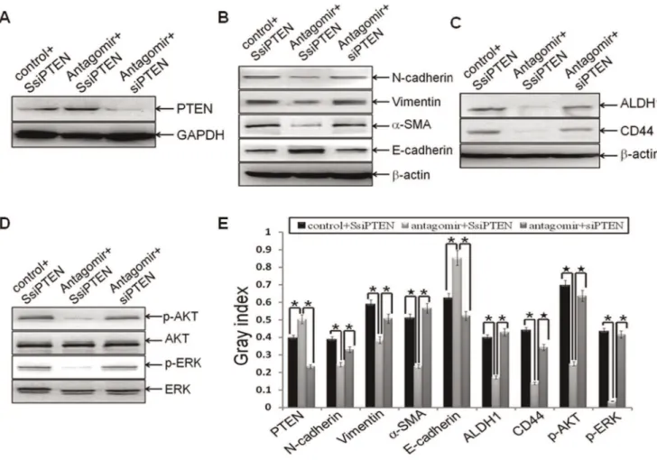 Figure 5. PTEN was the downstream target of miR-21 during reversing EMT and CSC phenotype