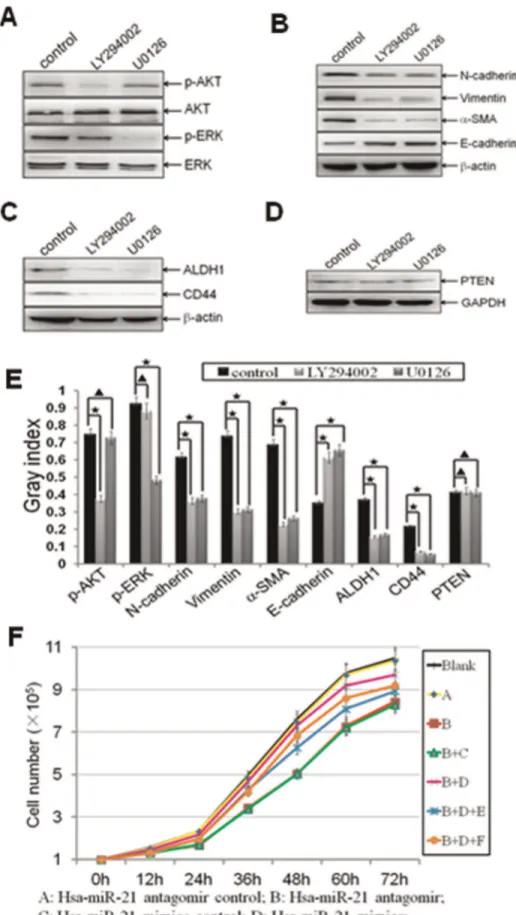 Figure 6. MiR-21 regulated EMT and CSC phenotype through mediating AKT and ERK1/2 activation