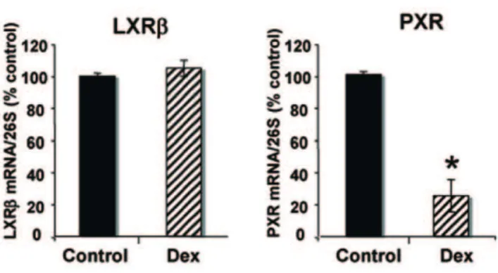 Figure 2. Effect of dexamethasone on the expression of LXRb and PXR. 158N cells were incubated with Dex (1 mM) during 24 h.