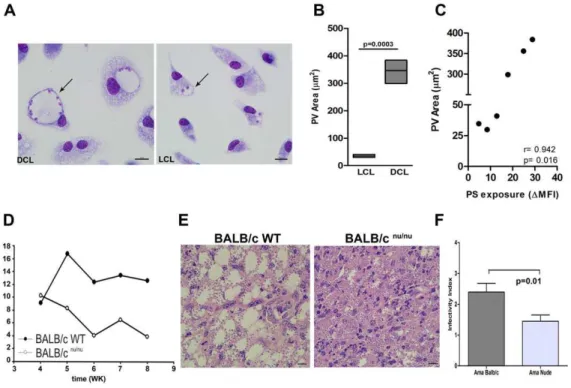 Figure 4. Parasitophorous vacuole analysis. Photomicrographs of macrophages from F 1 mice, infected with DCL (BA276) and LCL (BA125) isolates after 72 h of culture (A)