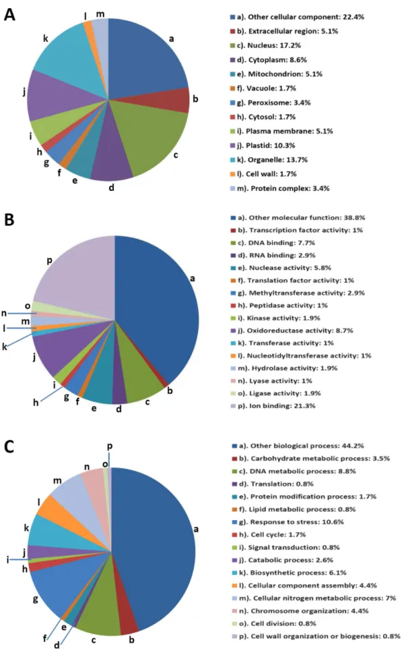 Figure 4. Distribution of the identified lysine acetylated proteins among different Gene Ontology categories