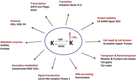 Figure 6. Diversified functions of lysine acetylation in various cellular processes in rice
