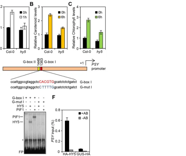 Figure 1. HY5 is a positive regulator of carotenoid and chlorophyll biosynthesis and controls PSY gene expression by promoter binding