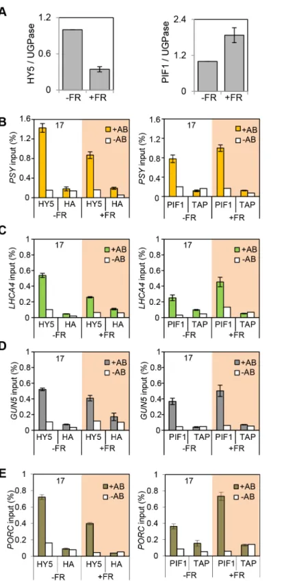 Figure 6. End of Day FR (EOD-FR) effect over 35S::HA-HY5 and 35S::TAP-PIF1 binding to G-box regions in the promoters of genes related to carotenoids and chlorophyll accumulation at 17 6 C