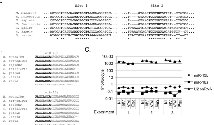 Fig 2. Mature forms of miR-15 and miR-16 are present in Xenopus oocytes. A. Alignment of putative miR-15/16 seed binding sites across vertebrate cyclin E1 3’UTRs