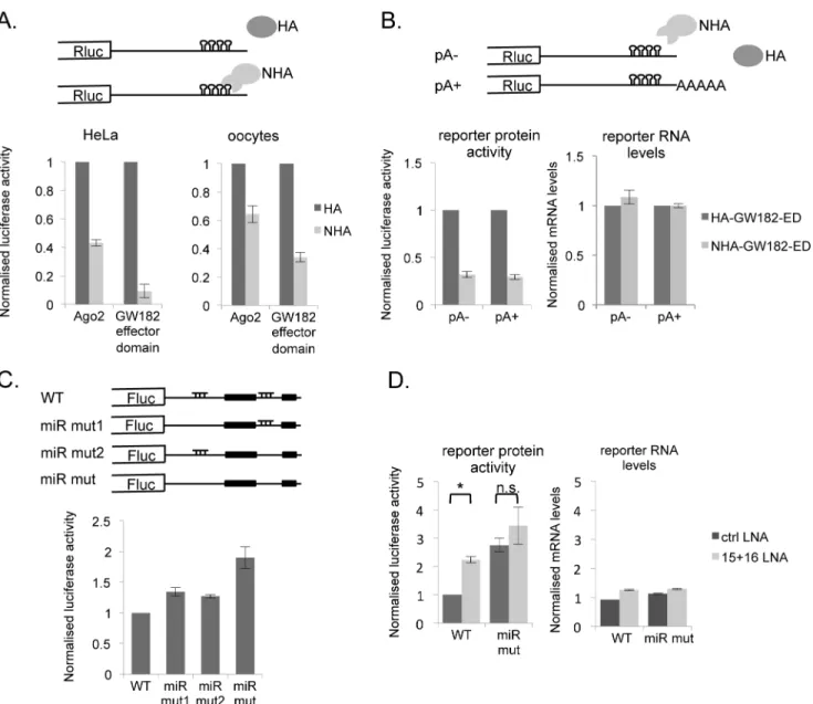 Fig 3. The miRISC as well as the putative miR-15/16 target sites in the cyclin E1 3 ’ UTR are functional