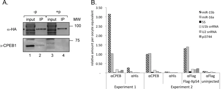 Fig 4. CPEB complexes and miRISC cooperate in the regulation of translational activation of cyclin E1 during oocyte maturation