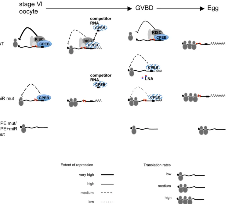Fig 6. Schematic summary of results and model of action of CPE- and microRNA-binding sites in cyclin E1 mRNA during meiotic maturation