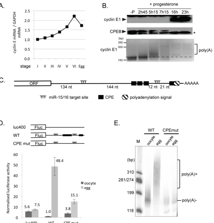 Fig 1. Translation of cyclin E1 during oocyte maturation is CPE-dependent. A. Cyclin E1 mRNA is present throughout oogenesis