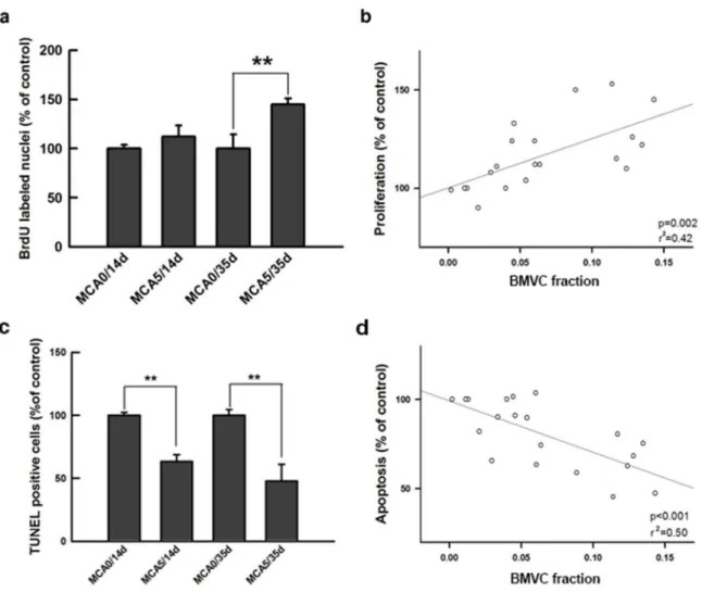 Figure 5. BMVC expression correlates with proliferation and apoptosis of transformed cells
