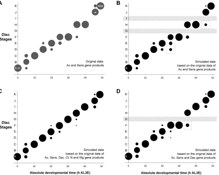Figure 4. The probability of attributing a wing disc dissected at a given age to a particular disc stage
