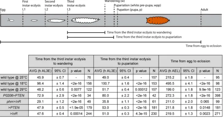 Figure 5. Schematic representation and table of time from the third instar ecdysis (L3) until wandering, pupariation and time from egg to eclosion