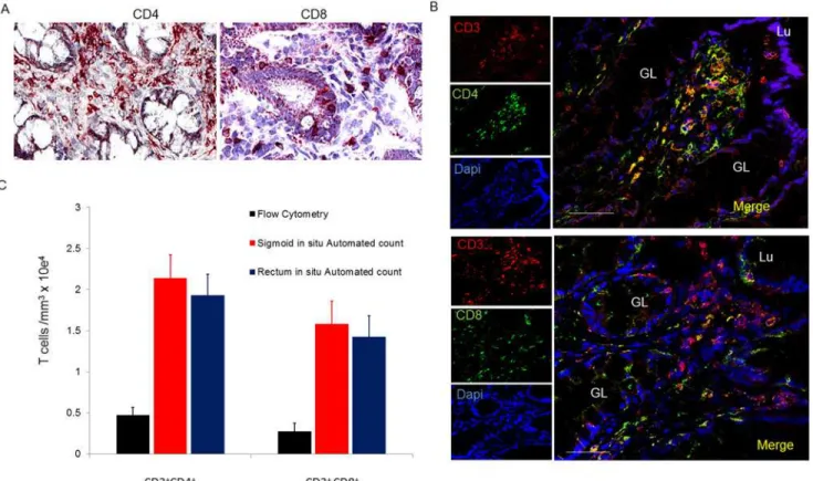 Fig 3. Distribution and number of CD4 + and CD8 + T lymphocytes in sigmoid mucosal and rectal mucosa