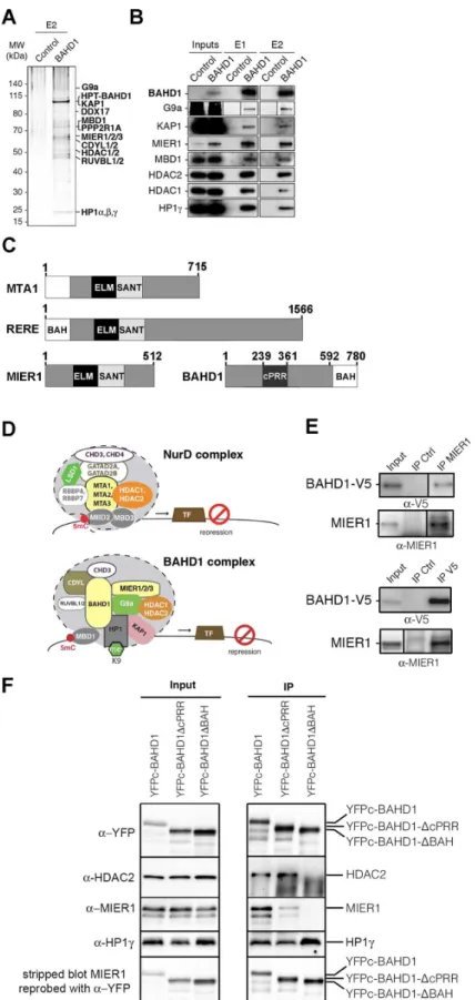 Fig 4. BAHD1 binds to MIER and HDACs. A-B. TAP-MS purification of the His 6 -Protein-