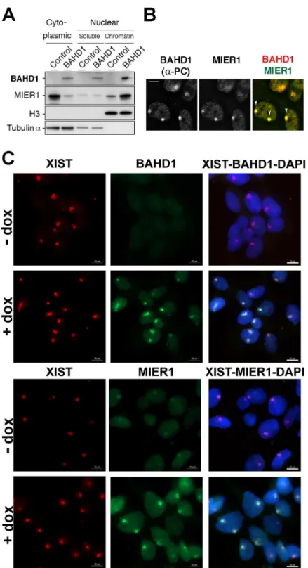 Fig 5. BAHD1 increases MIER1 nuclear translocation and recruitment to Xi. A. Cytoplasmic, nuclear soluble or chromatin extracts from HPT-control or HPT-BAHD1 cells induced 30 h with doxycyline were analyzed by immunoblotting with BAHD1, MIER1, histone H3 o