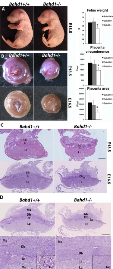 Fig 2. BAHD1 plays a role in fetal and placental growth. A. Representative images of Bahd1 +/+ and Bahd1 − / − fetuses at E18.5 and quantification of fetus weight (on the right, * P &lt; 0.05)