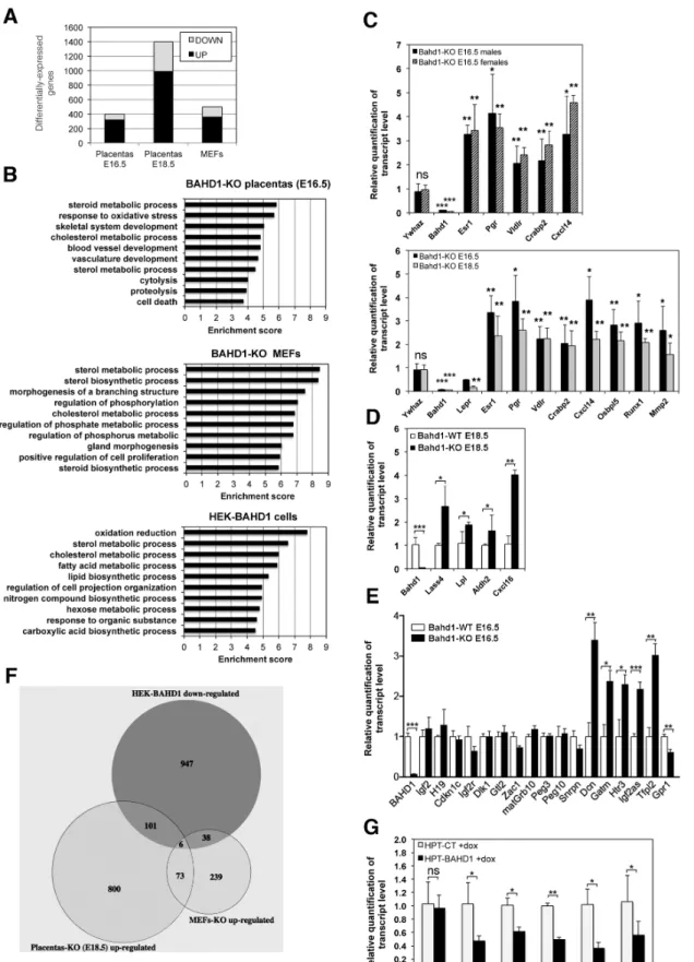 Fig 3. Loss or overexpression of BAHD1 alters expression of genes involved in steroid metabolism
