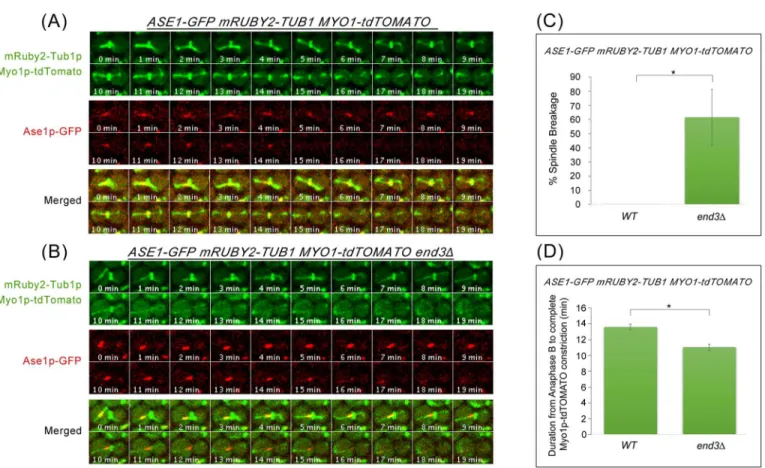 Fig 7. end3 Δ cells show shorter interval between anaphase B and Myo1p-GFP constriction