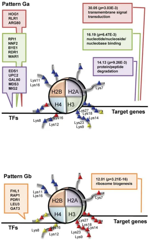 Figure 3. A schematic diagram of the detected two GHUs in Fig. 2. Pattern Ga: T1H10E1, T3H10E1 and T6H10E1 are put together into pattern Ga, because they are regulated by the same acetylated residues of histone and show the same variation in gene expressio