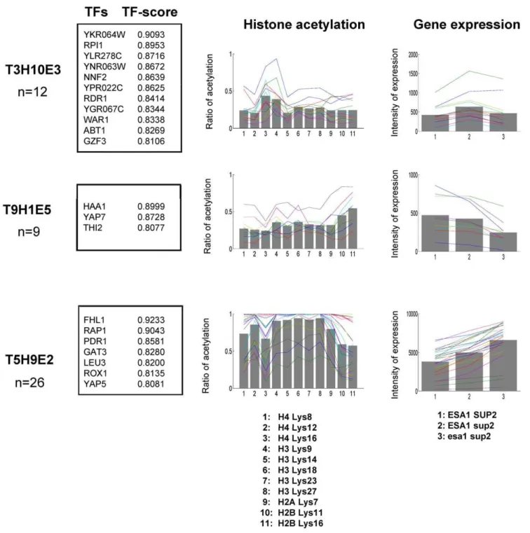 Figure 4. The GHUs obtained from microarray data for ESA1 and/or SUP2 mutants. The detected patterns of TF-binding, histone acetylation and gene expression are shown in the same manner as in Fig