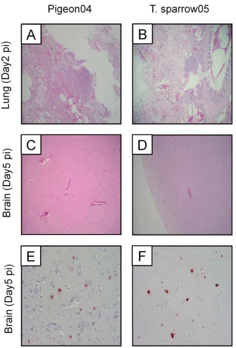 Figure 6. Histological findings of pigeons infected with two HPAIVs. (A–D) Representative hematoxylin- and eosin-stained images in the lungs and brains infected with Pigeon04 (A and C) and T.sparrow05 (B and D)