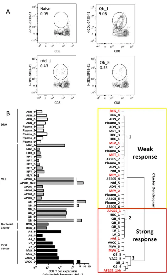 Fig 1. LCMV gp33-41 model antigen-expressing/displaying vector T-cell response analysis