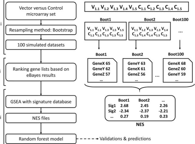 Fig 2. Modelling strategy. (i) For each pre-processed dataset, composed of microarray measures for mice injected with vector 1 (V1.1, V1.2 