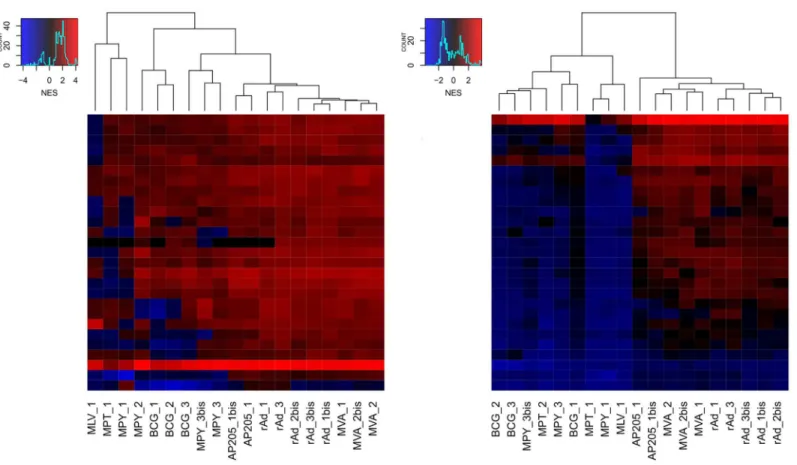 Fig 3. Hierarchical clustering (distance method: Euclidean; agglomeration method: Complete) of NES values of the 27 selected signatures, provided by the RFM model, on original vector datasets (A) and of mean NES values calculated on bootstrapped datasets (