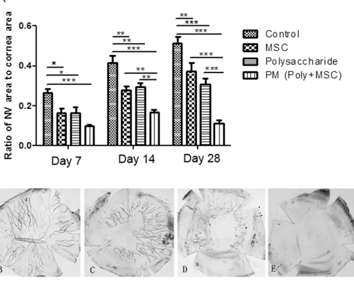 Fig 4. Analysis of corneal neovascularization after corneal alkali burn. (A) Ratio of neovascularization area to corneal area in control, MSC,