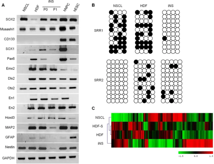 Figure 3. Gene expression by iNS. RT-PCR of iNS-P0, NSCL, and hNPC showed that they commonly express high levels of SOX2 and musashi1 compared to HDF (A)