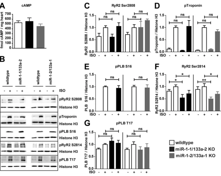 Figure 8. b-adrenergic signaling is intact in after loss of miR-1/133a. The concentration of cAMP was not changed in the adult heart of miR- miR-1/133a single cluster mutant mice (A)