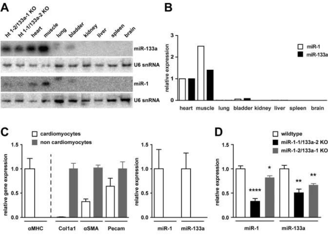 Figure 1. Expression of miR-1/133a in WT and mutant animals. Northern blot (A) as well as quantitative RT-PCR (B) detected the miRNAs miR- miR-1 and miR-miR-133a in total RNA isolated from heart (ht), skeletal muscle (m