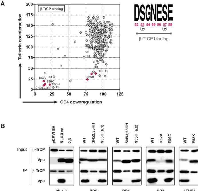 Figure 5. Further investigation of the b-TrCP binding properties of the N55H and E56G Vpu mutants