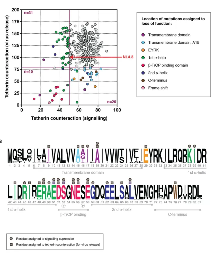 Figure 7. Structure-function analysis of Vpus for counteraction of two tetherin activities