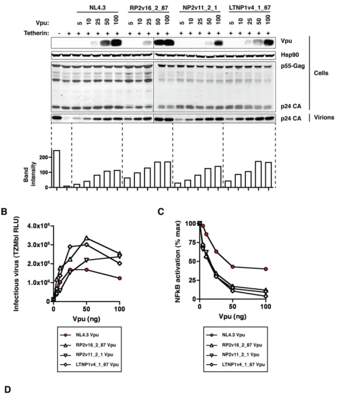 Figure 3. NL4.3 Vpu as a sub-optimal tetherin antagonist. NL4.3 Vpu and three highly active patient-derived Vpus, RP2v16_2_87, NP2v11_2_1 and LTNP1v4_1_67, were tested at a range of concentrations for their ability to counteract tetherin in a standard viru